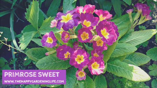 Primrose Sweet