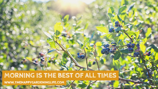 Morning Is The Best Of All Times
