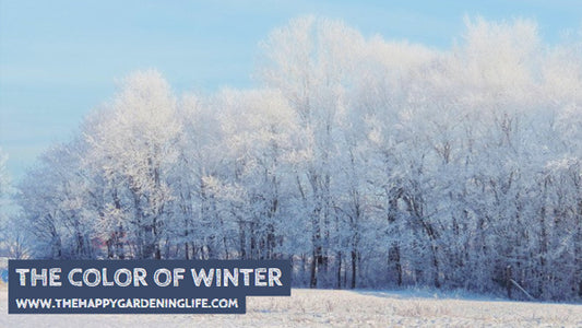 The Color Of Winter