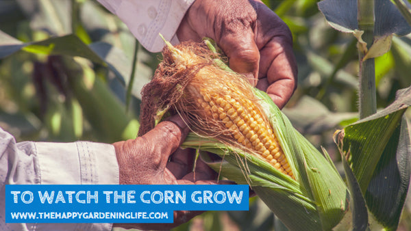 To Watch The Corn Grow