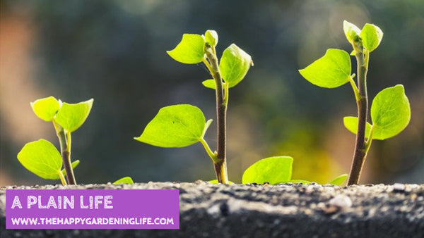A Plain Life