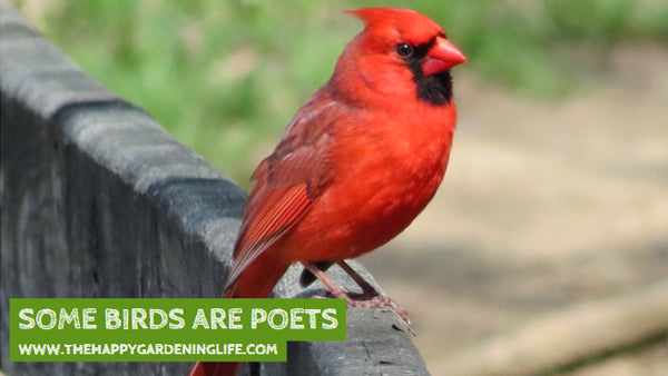 Some Birds Are Poets – The Happy Gardening Life