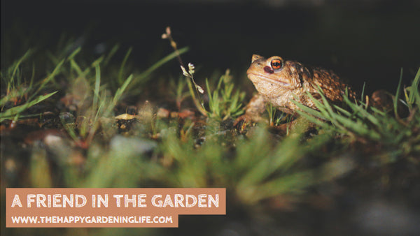 A Friend In The Garden