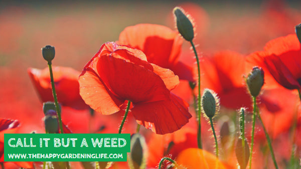 Call It But A Weed