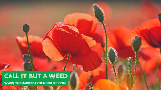 Call It But A Weed