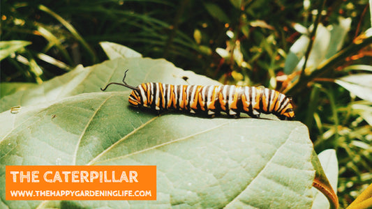 The Caterpillar