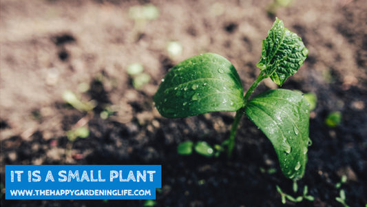 It Is A Small Plant