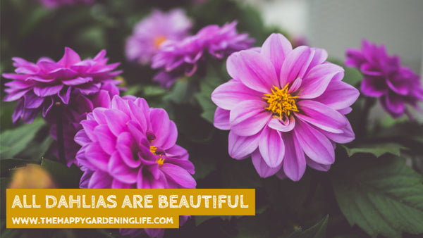 All Dahlias Are Beautiful