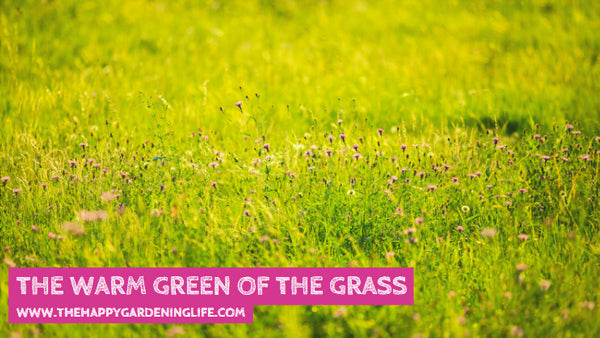The Warm Green Of The Grass