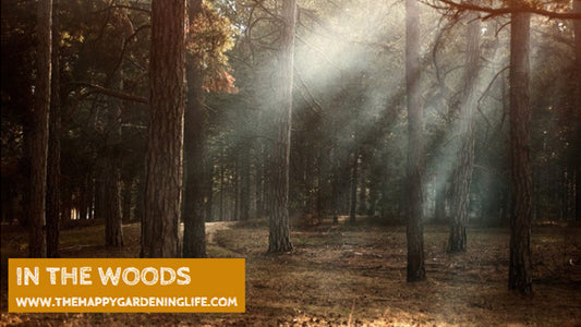 In The Woods