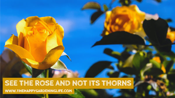 See The Rose And Not Its Thorns