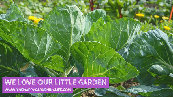 We Love Our Little Garden