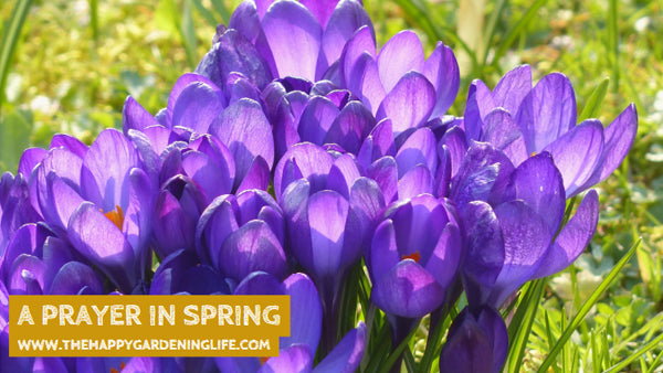 A Prayer In Spring – The Happy Gardening Life