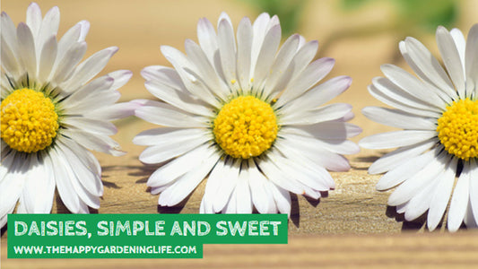 Daisies, Simple And Sweet
