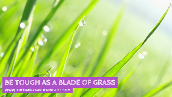 Be Tough As A Blade Of Grass