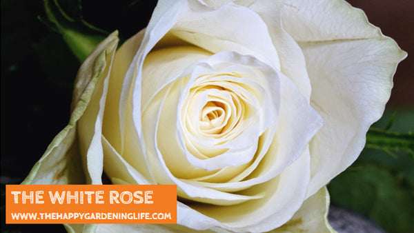 The White Rose