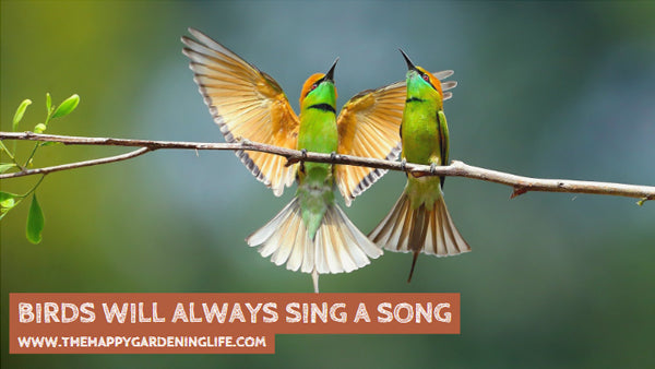 Birds Will Always Sing A Song