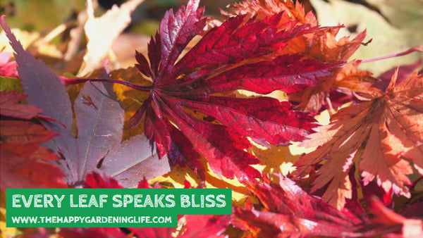 Every Leaf Speaks Bliss