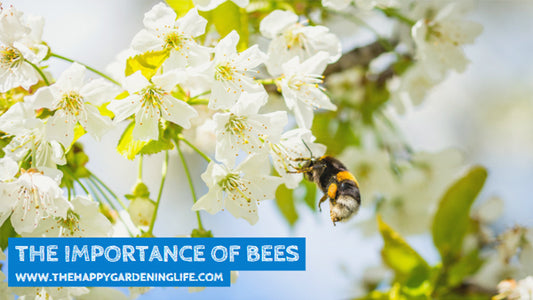 The Importance Of Bees