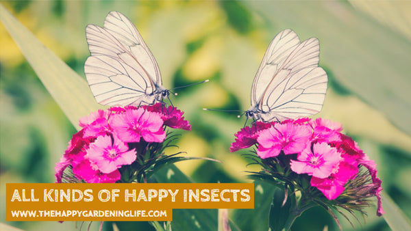All Kinds Of Happy Insects