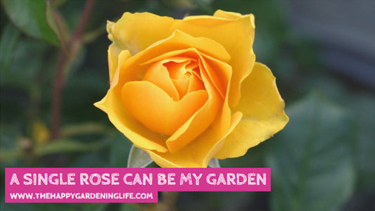 A Single Rose Can Be My Garden