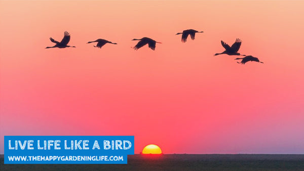 Live Life Like A Bird
