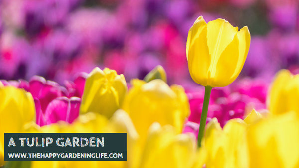 A Tulip Garden