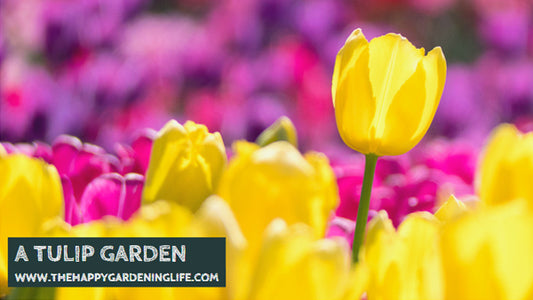 A Tulip Garden