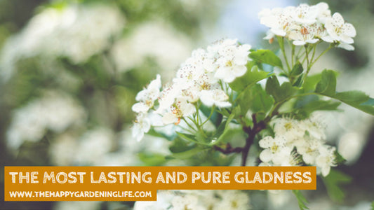 The Most Lasting And Pure Gladness