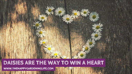 Daisies Are The Way To Win A Heart