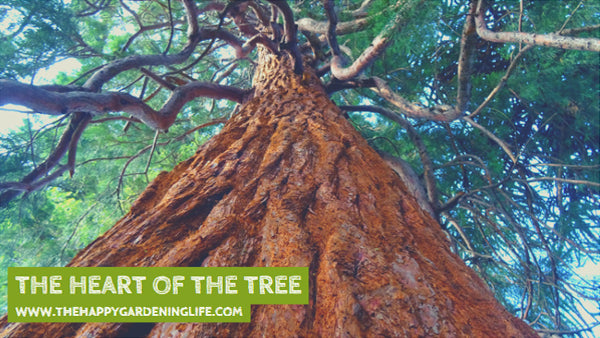 The Heart Of The Tree