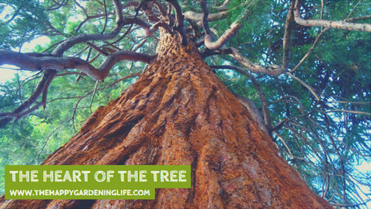 The Heart Of The Tree