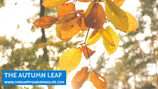 The Autumn Leaf