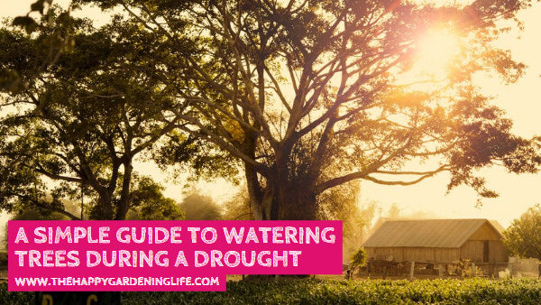 A Simple Guide to Watering Trees During a Drought