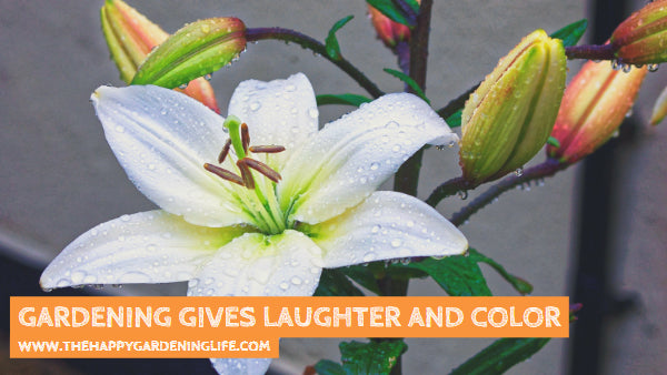 Gardening Gives Laughter And Color