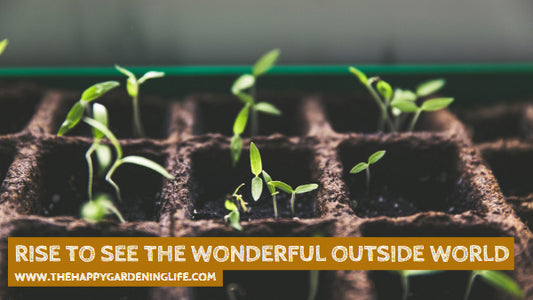 Rise To See The Wonderful Outside World