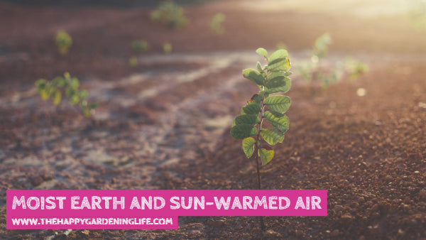Moist Earth And Sun-Warmed Air