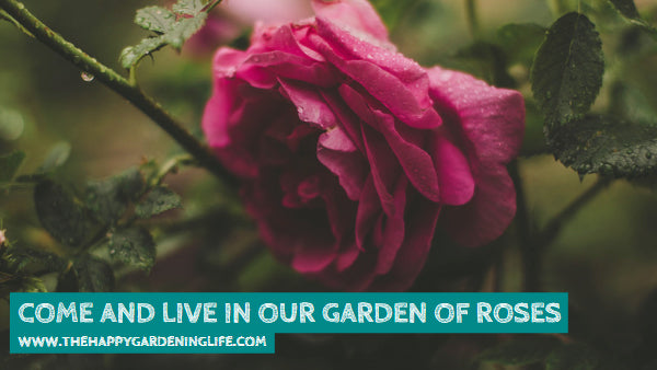 Come And Live In Our Garden Of Roses
