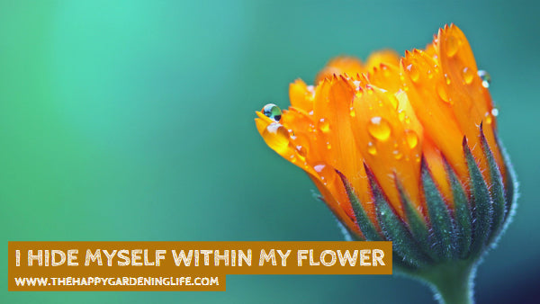 I Hide Myself Within My Flower