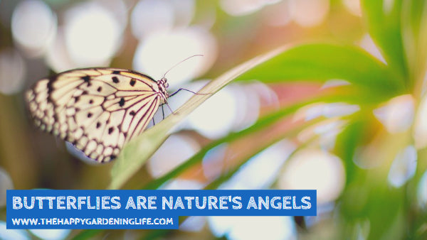 Butterflies Are Nature's Angels