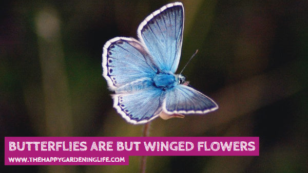 Butterflies Are But Winged Flowers