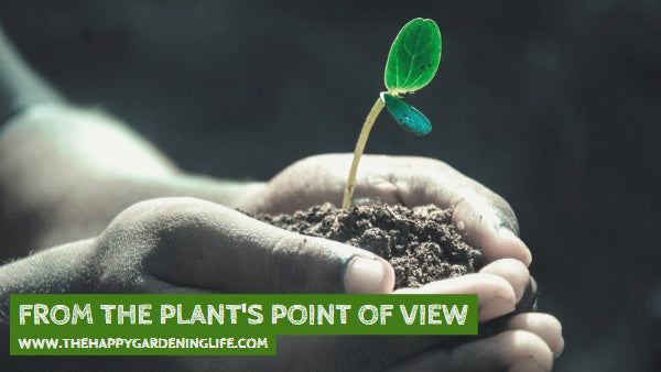 From The Plant's Point Of View