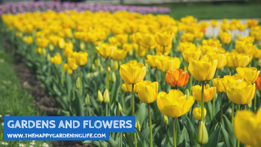 Gardens And Flowers