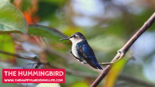 The Hummingbird