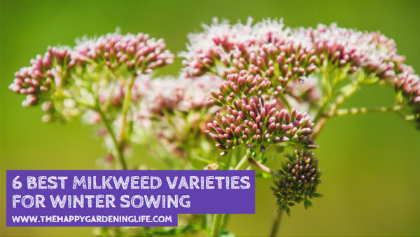 6 Best Milkweed Varieties For Winter Sowing