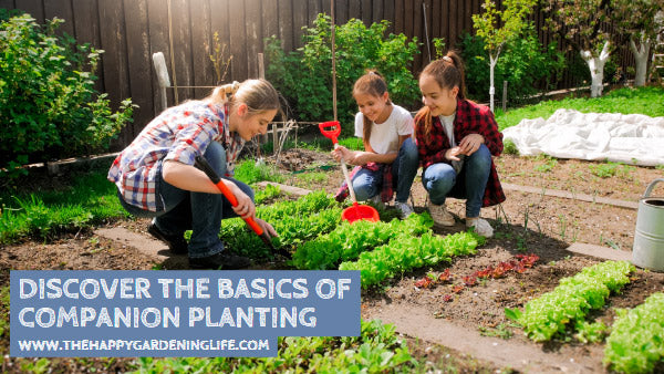 Discover the Basics of Companion Planting