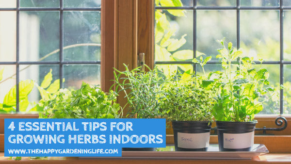 4 Essential Tips for Growing Herbs Indoors