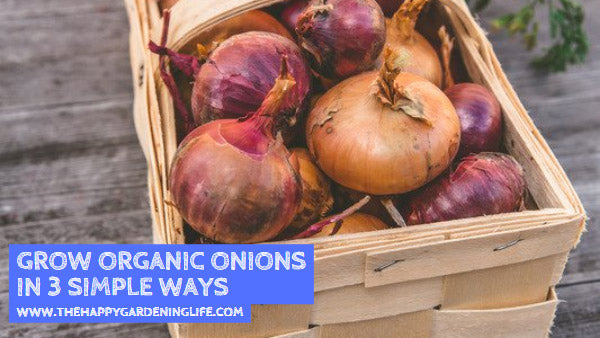 Grow Organic Onions in 3 Simple Ways