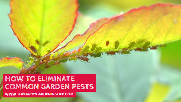 How to Eliminate Common Garden Pests