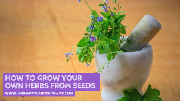 How to Grow Your Own Herbs from Seeds